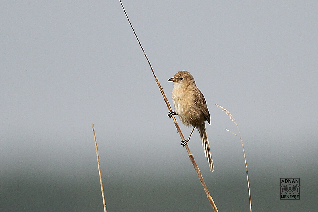 Iraq Babbler